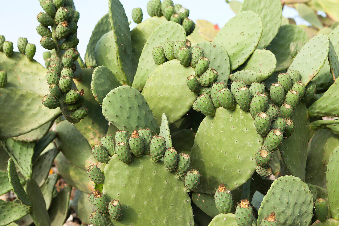 Cactus, Pantelleria, Province of Trapani, Sicily, Italy