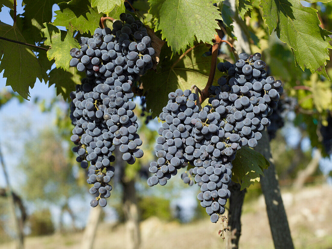 Weintrauben am Rebstock, Italien
