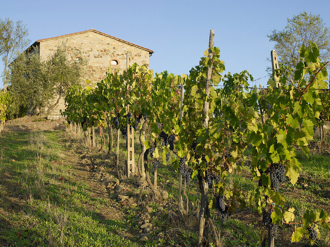 Vineyard, Siena, Italy