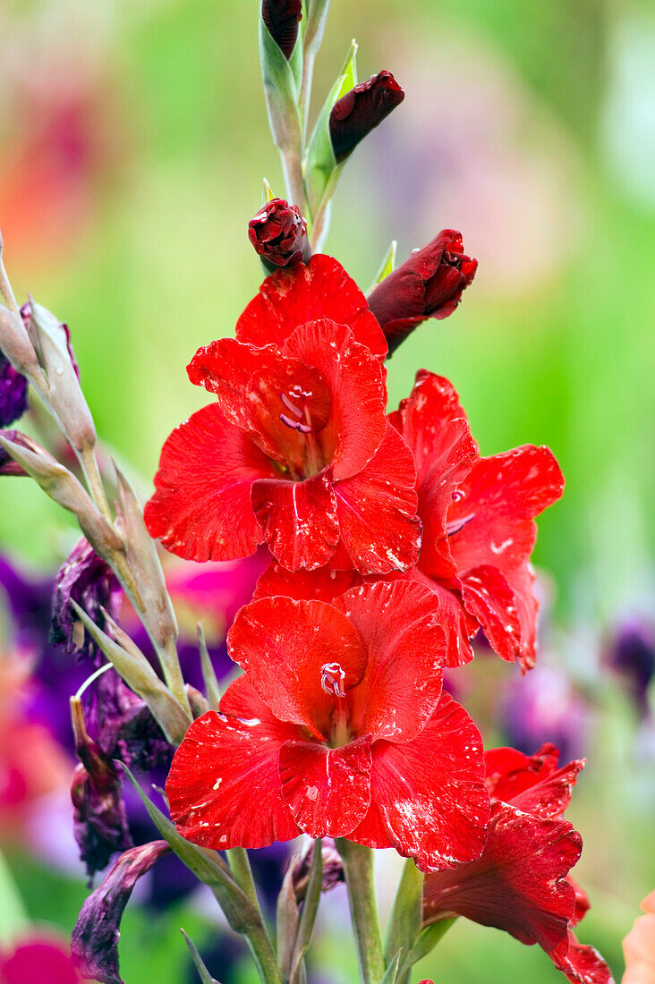 Close-up of Red Flower, Salzburger Land, Austria