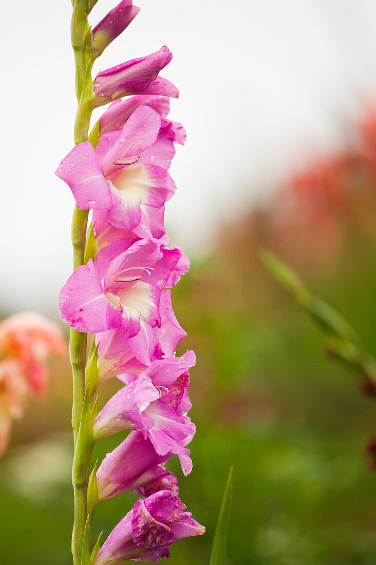 Close-up of Pink Flower, Salzburger Land, Austria