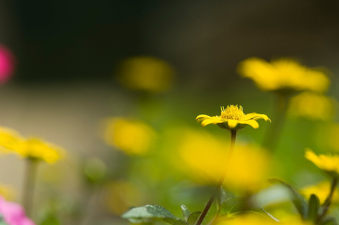 Close-up of Mountain Flowers, Gruberalm, Salzburger Land, Austria