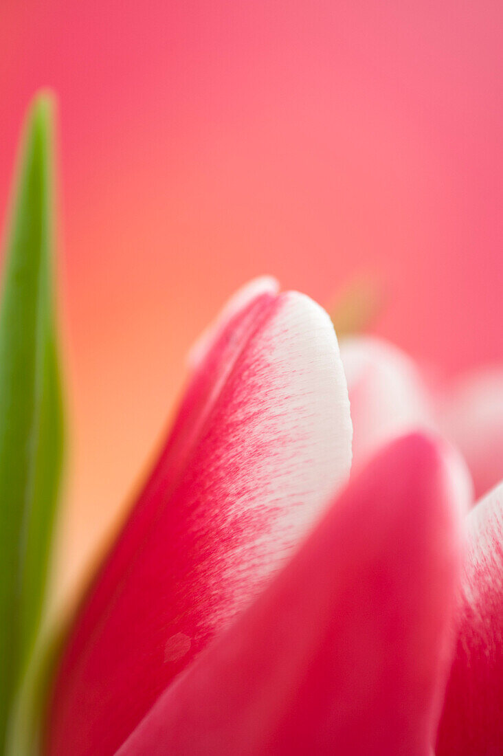 Close-up of Tulip