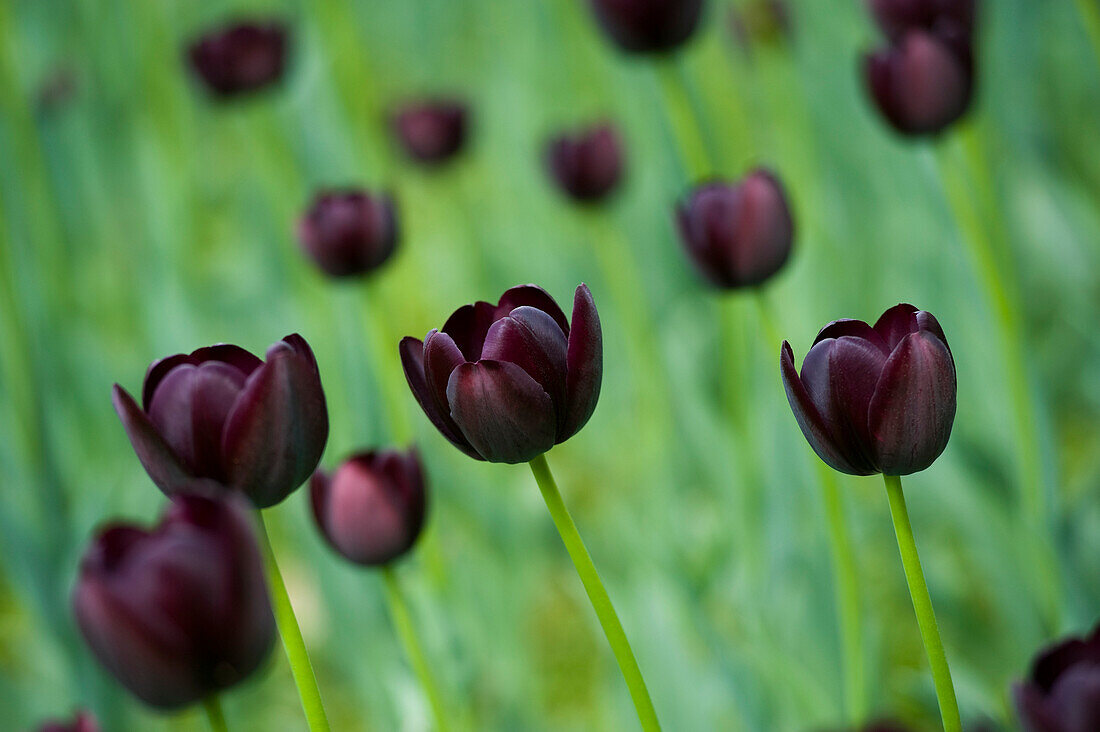 Feld mit Königin der Nacht Tulpen