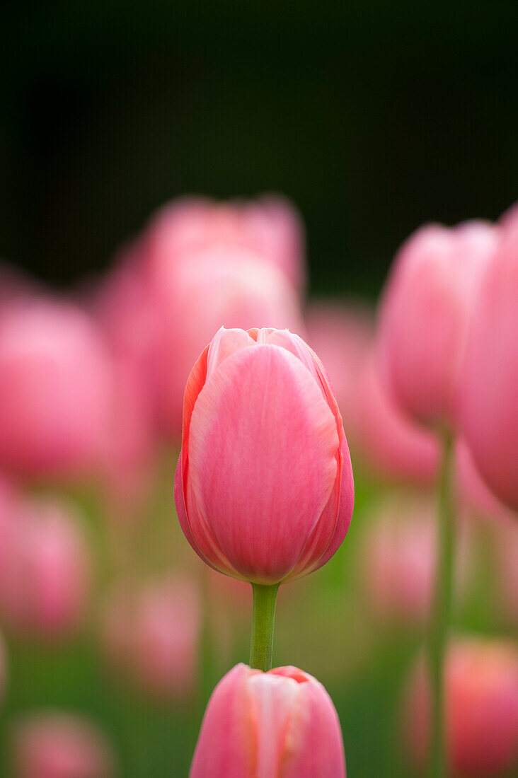 Field of Menton Tulips