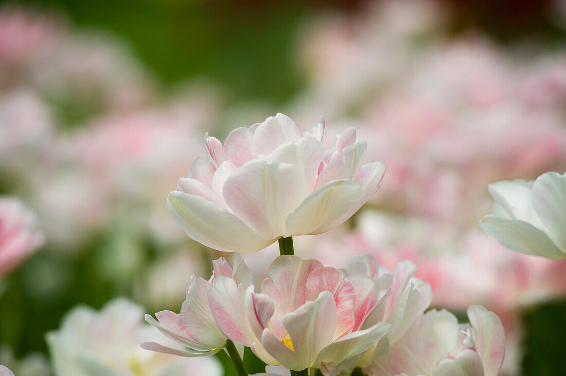 Feld der Maywonder-Tulpen