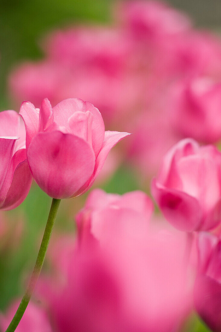 Close-up of Pink Tulips