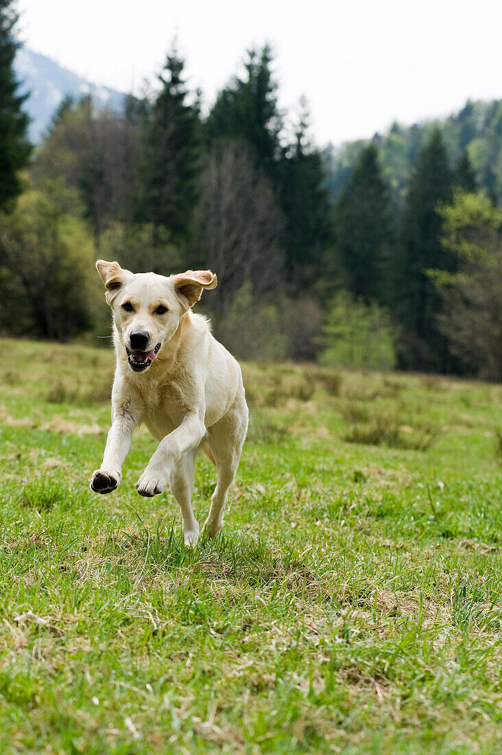 Golden Retriever rennt im Feld