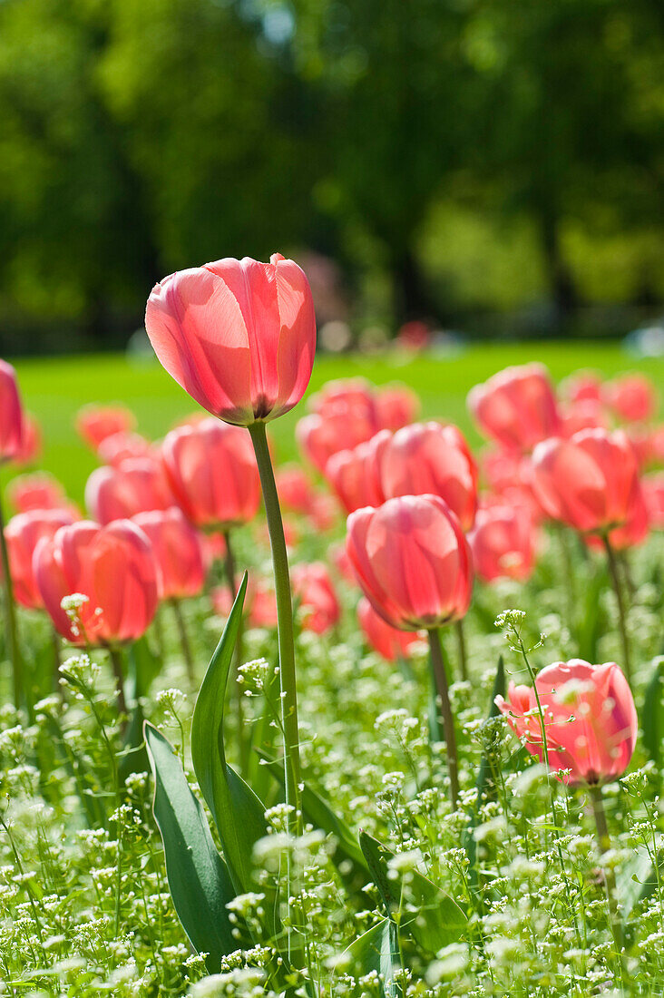 Field of Tulips