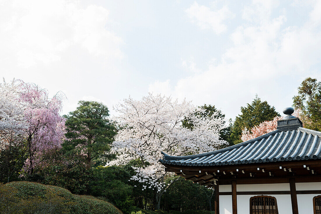 Ryoan-ji-Zen-Garten in Kyoto, Dach mit Kirschblütenbäumen, Kansai-Region, Japan