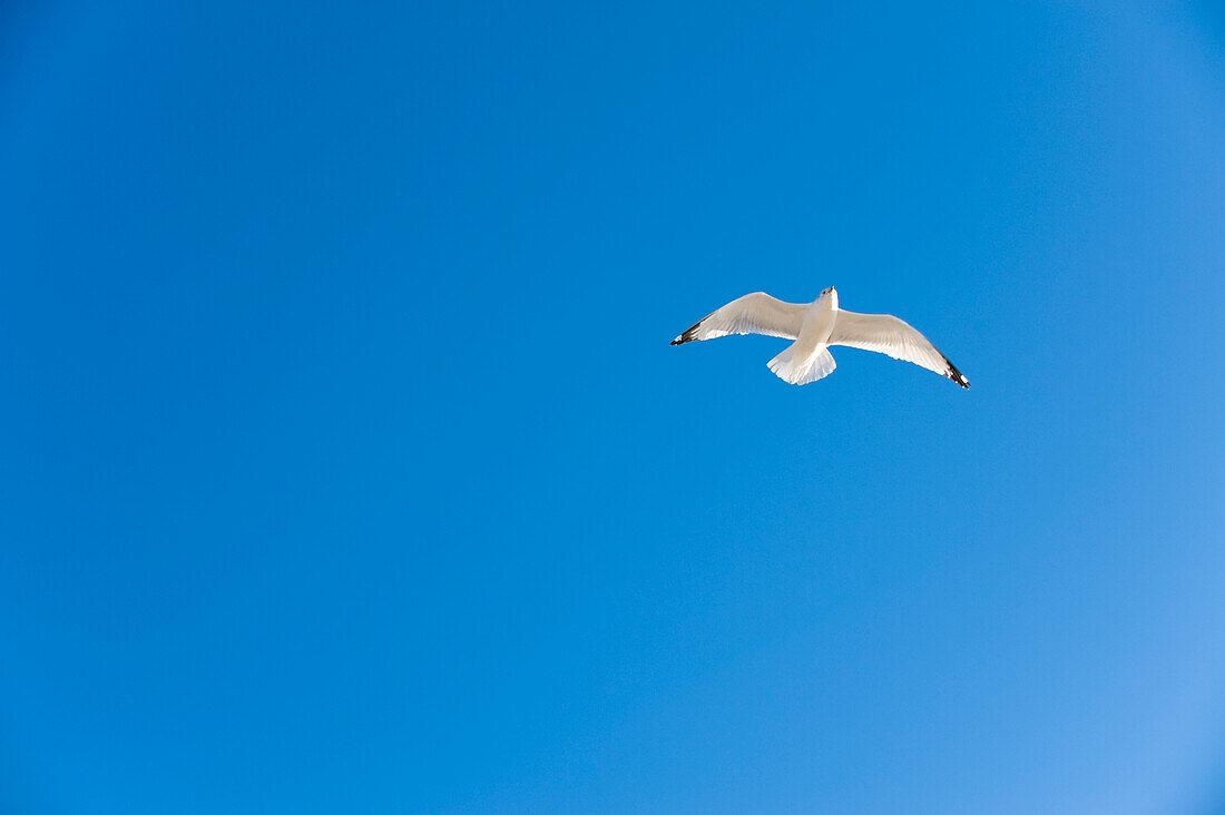 Seagull Flying in Blue Sky, Spring Hill, Florida, USA