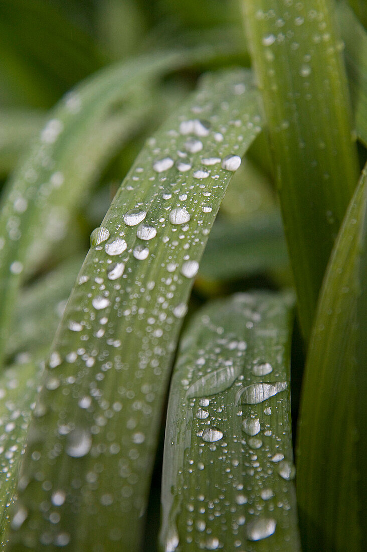 Wassertropfen auf Pflanze, Freiburg, Baden-Württemberg, Deutschland