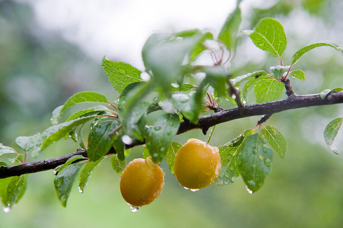 Plums on Tree, Freiburg, Baden-Wurttemberg, Germany