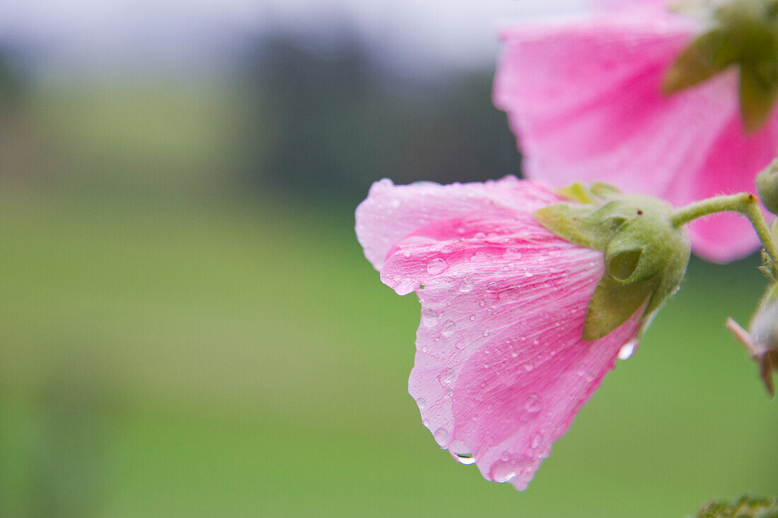 Close-up of Rose of Sharon, Freiburg, Baden-Wurttemberg, Germany