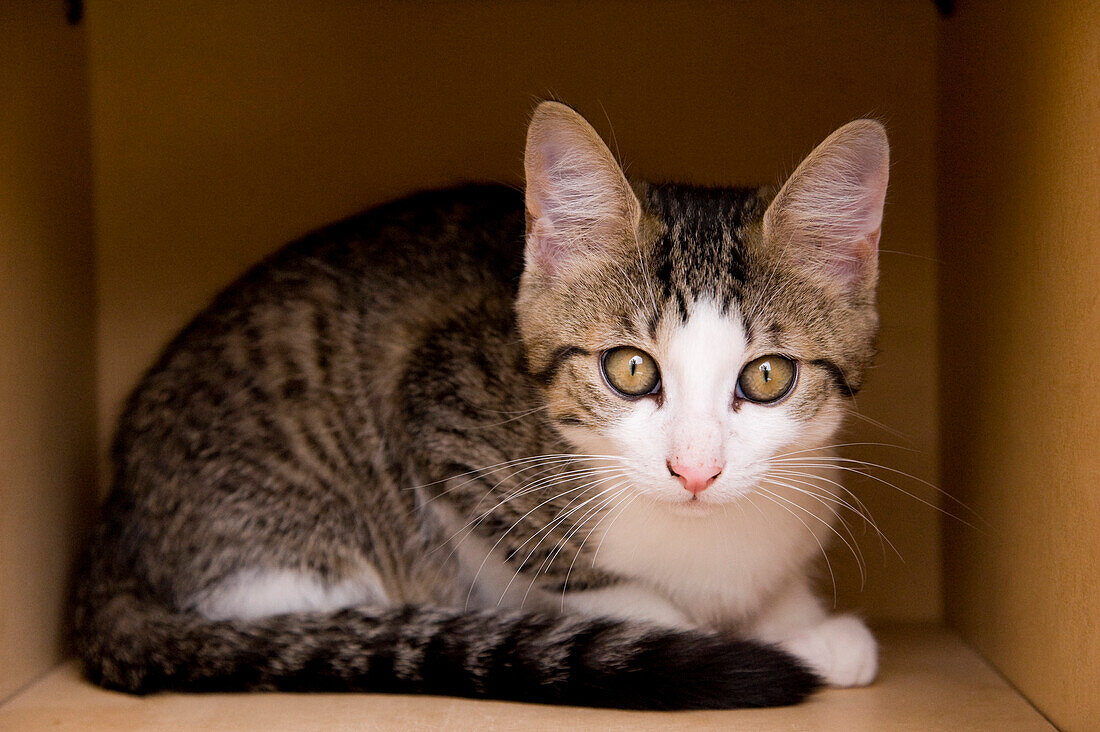 Kitten in Cardboard Box