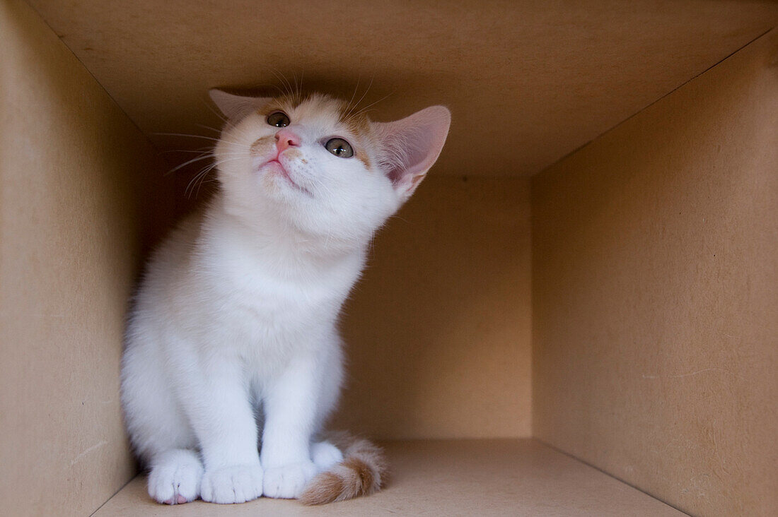 Kitten in Cardboard Box