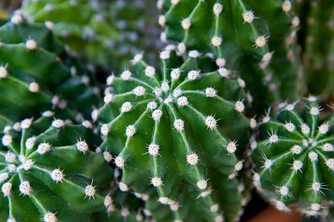 Close-up of Cactus