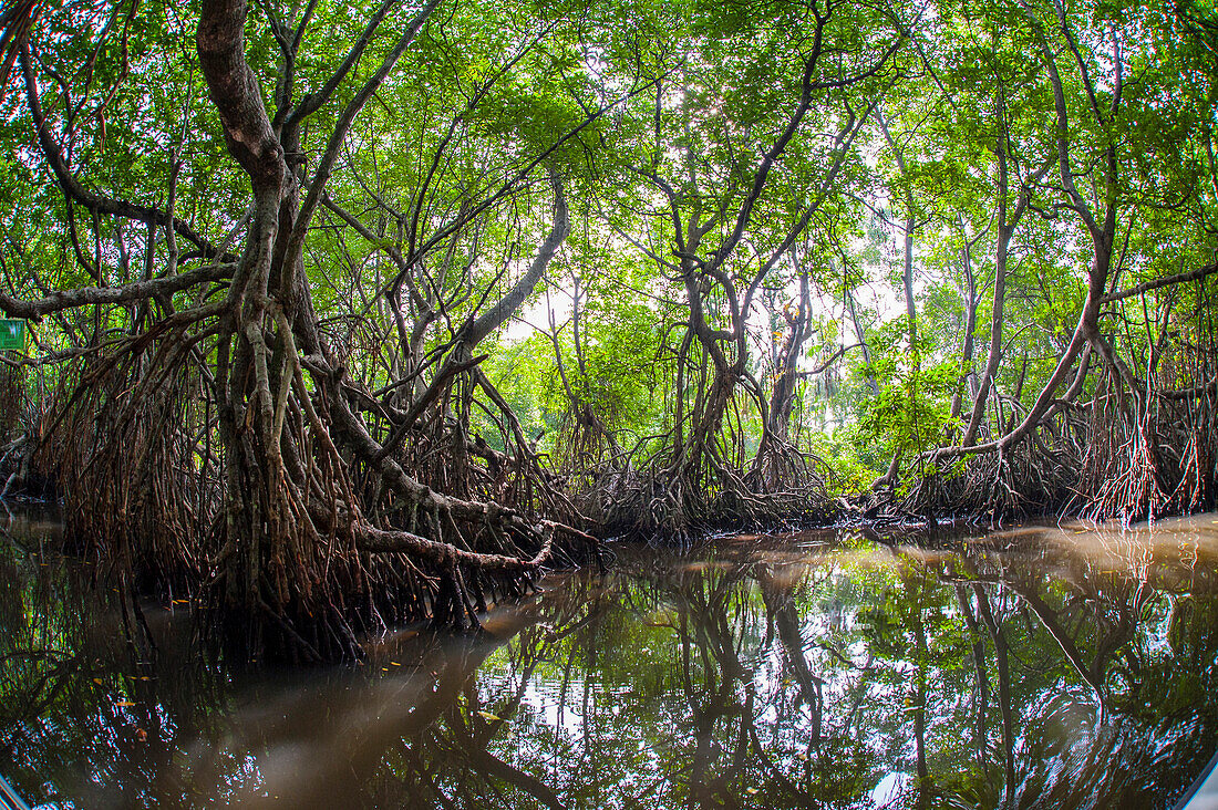 Mangrovenwald und Fluss auf Bootsfahrt, Ahungalla, Distrikt Galle, Südprovinz, Sri Lanka