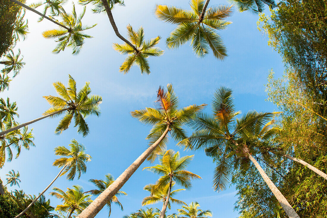 Weitwinkelansicht von Palmen vor blauem Himmel, Bentota, Galle District, Südprovinz, Sri Lanka