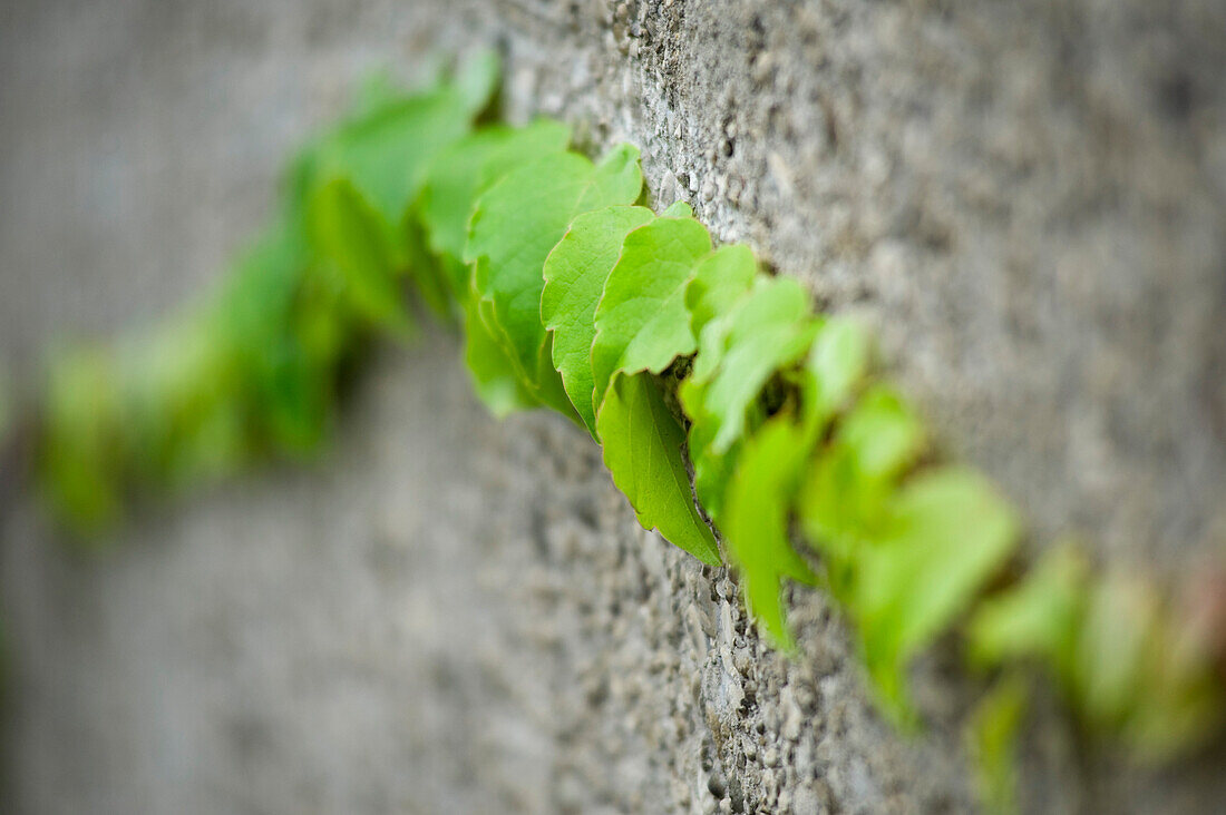 Efeu an der Wand, München, Oberbayern, Bayern, Deutschland