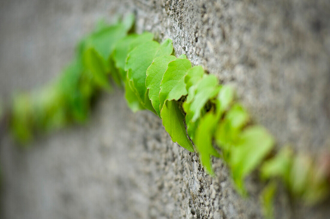 Ivy on Wall, Munich, Oberbayern, Bavaria, Germany