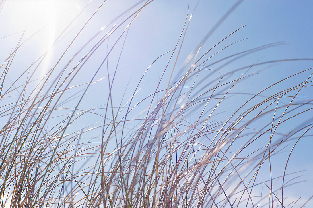 Gras vor blauem Himmel, Hernando Beach, Florida, USA