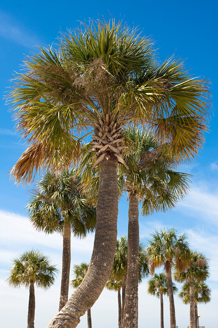 Palm Trees, Hernando Beach, Florida, USA