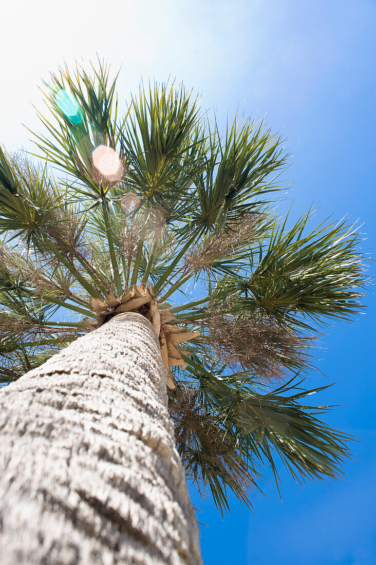 Palm Tree, Hernando Beach, Florida, USA