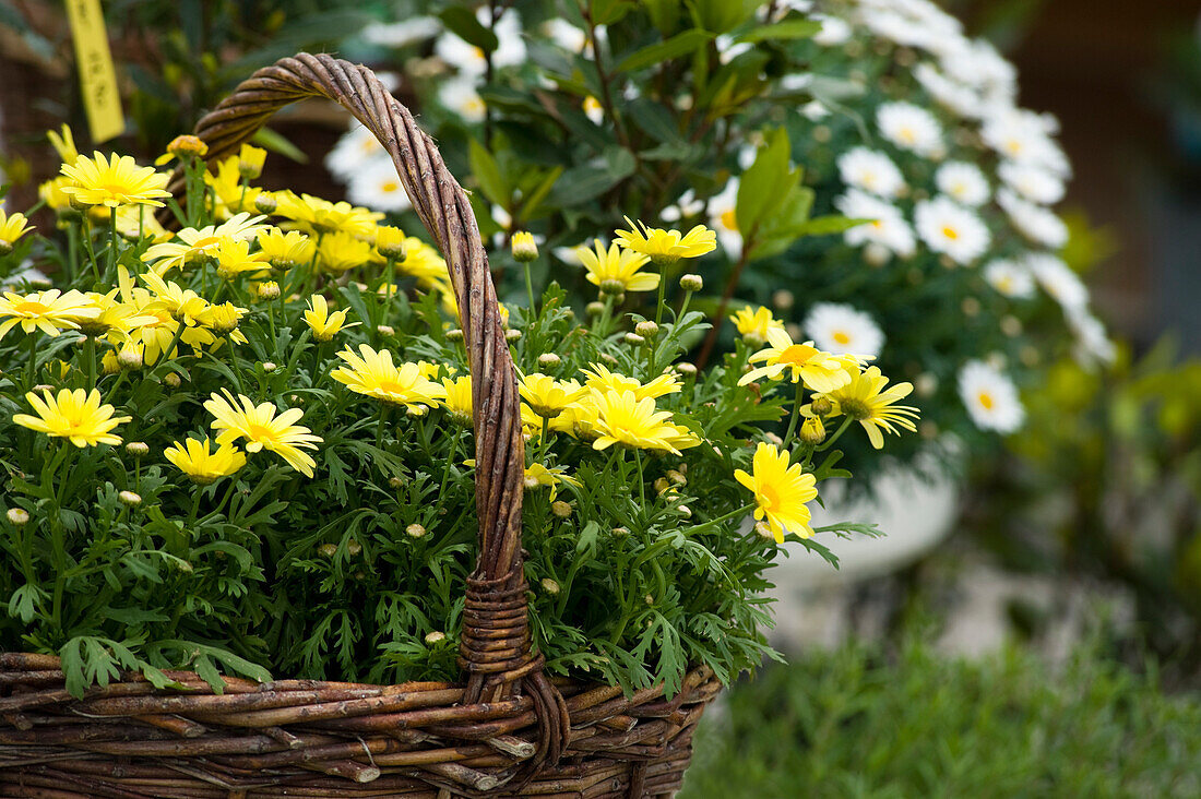 Gelbe Margeriten im Korb, Salzburg, Salzburger Land, Österreich