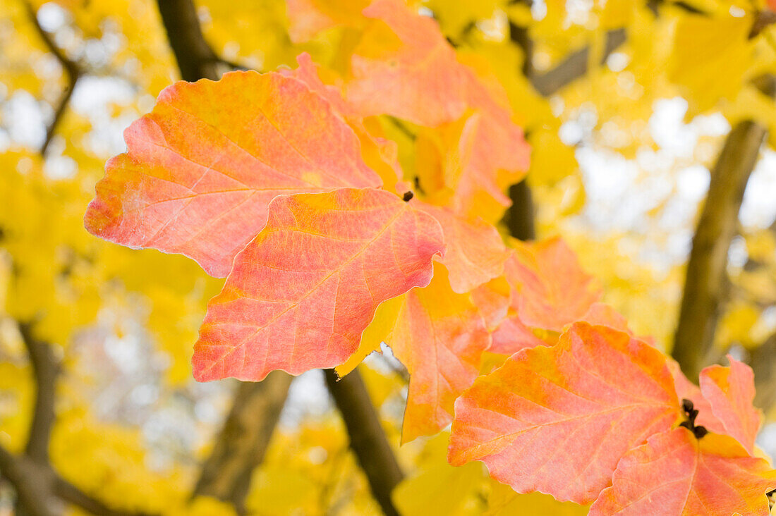 Autumn Leaves, Salzburg, Austria