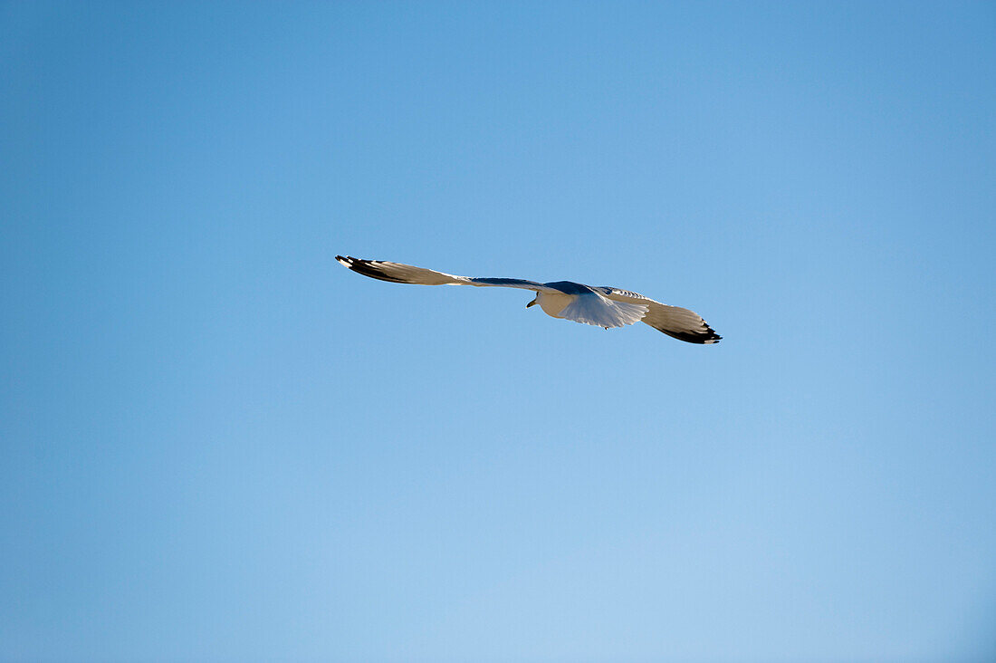 Seagull, Spring Hill, Florida, USA