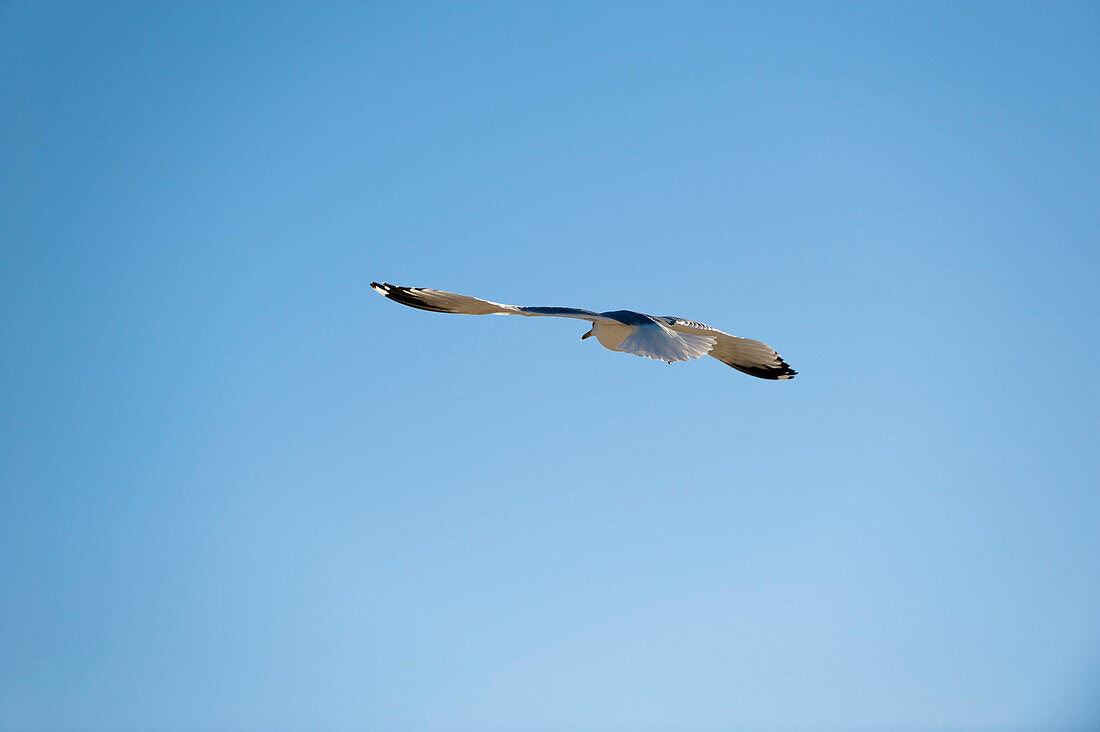 Seemöwe, Spring Hill, Florida, USA