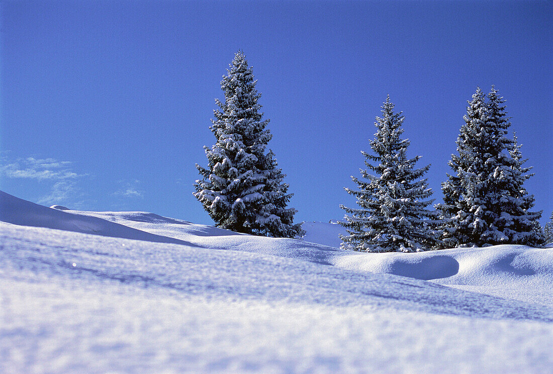 Snow Covered Trees and Landscape, Switzerland