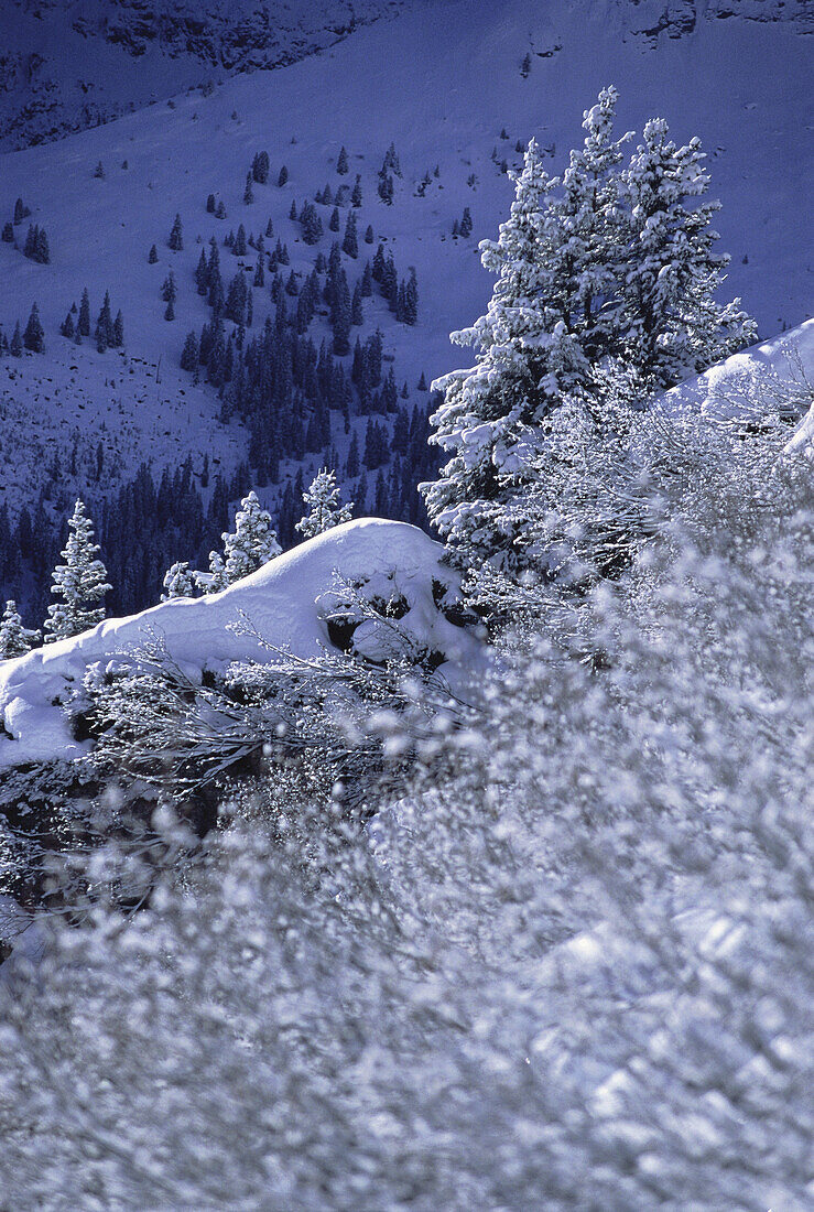 Übersicht über verschneite Bäume und Landschaft, Jungfrau Region, Schweiz