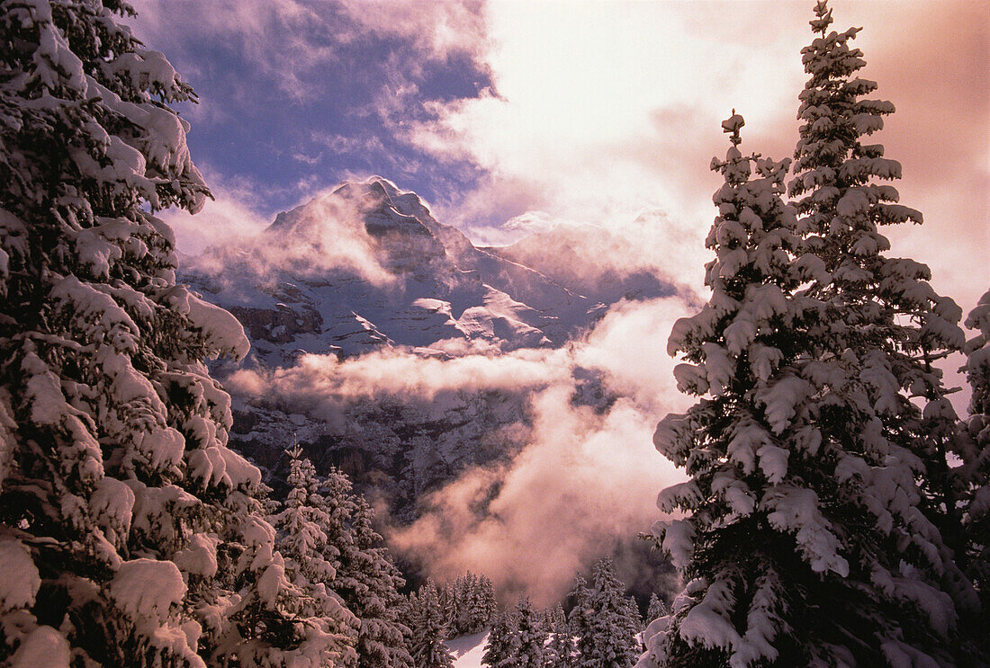 Schneebedeckte Bäume und Berg, Jungfrau Region, Schweiz