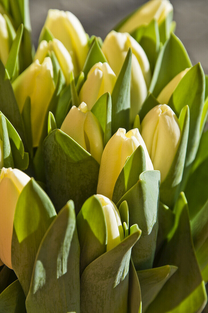 Gelbe Tulpen