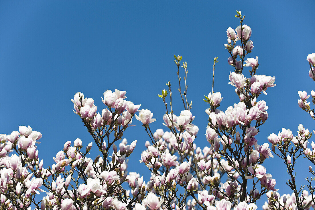 Magnolia Tree