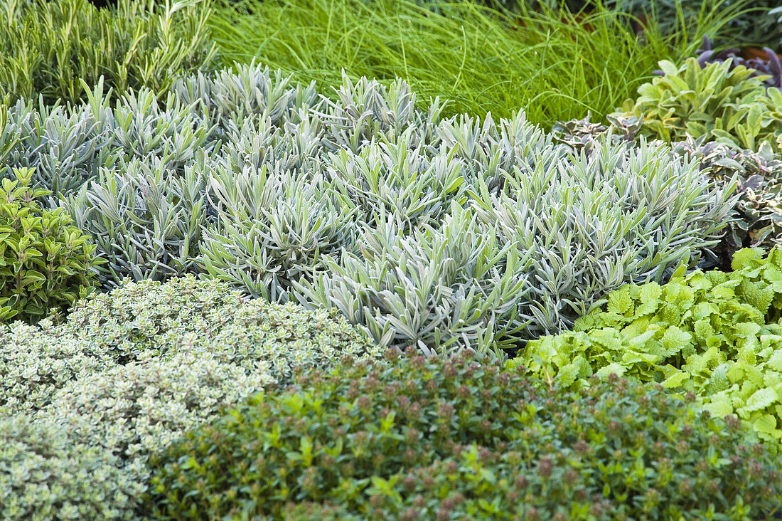 Kräutergarten, Salzburger Land, Österreich