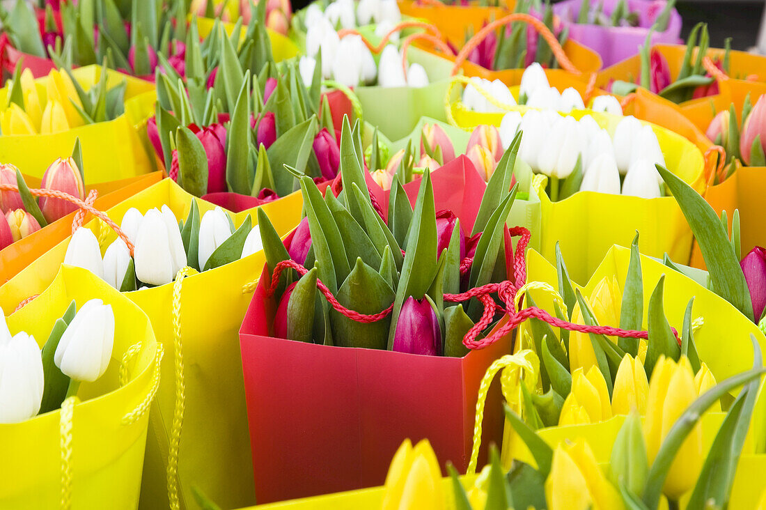 Tulpen auf dem Blumenmarkt, Salzburger Land, Österreich