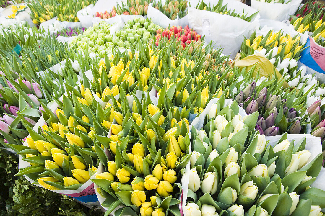 Tulips at Flower Market, Salzburger Land, Austria