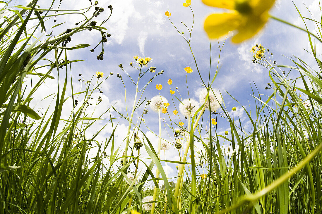 Wildflowers, Salzburg, Austria