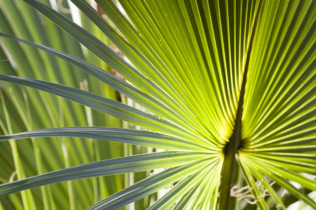 Tropical Plant, Florida, USA