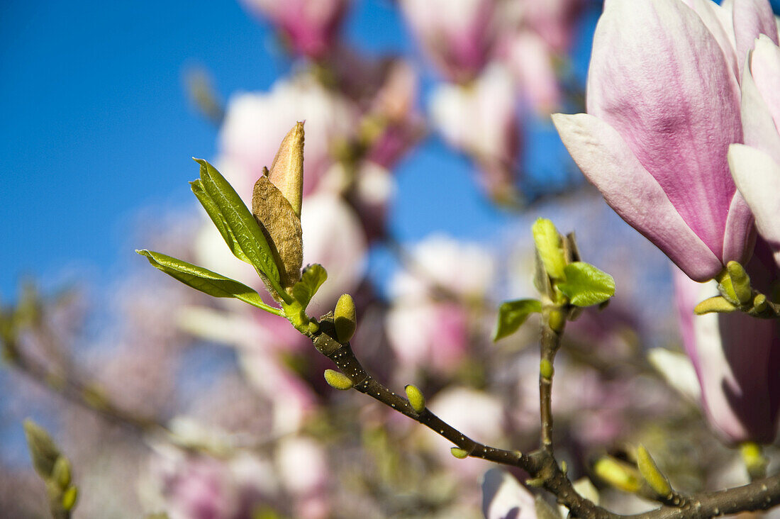 Magnolienblüten, Salzburg, Österreich