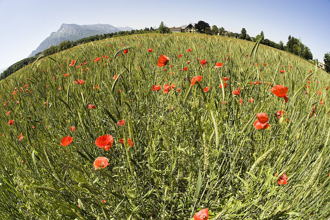 Organic Wheat Field and Poppies, Salzburg, Austria