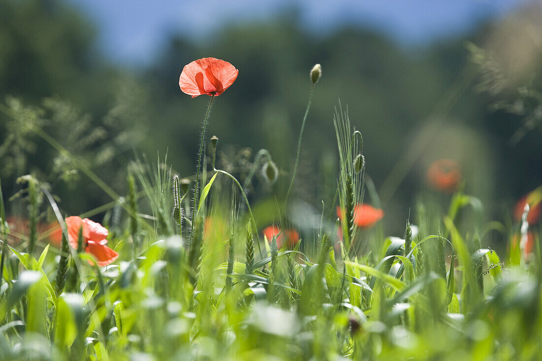 Bio-Weizenfeld und Mohnblumen, Salzburg, Österreich