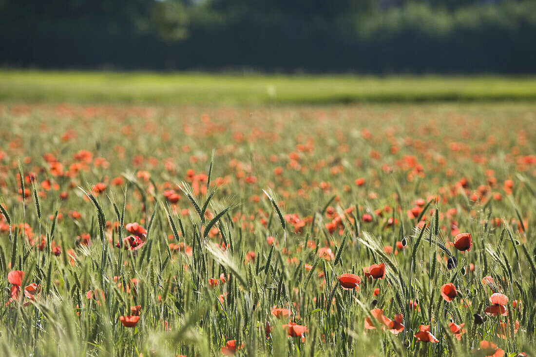 Bio-Weizenfeld und Mohnblumen, Salzburg, Österreich