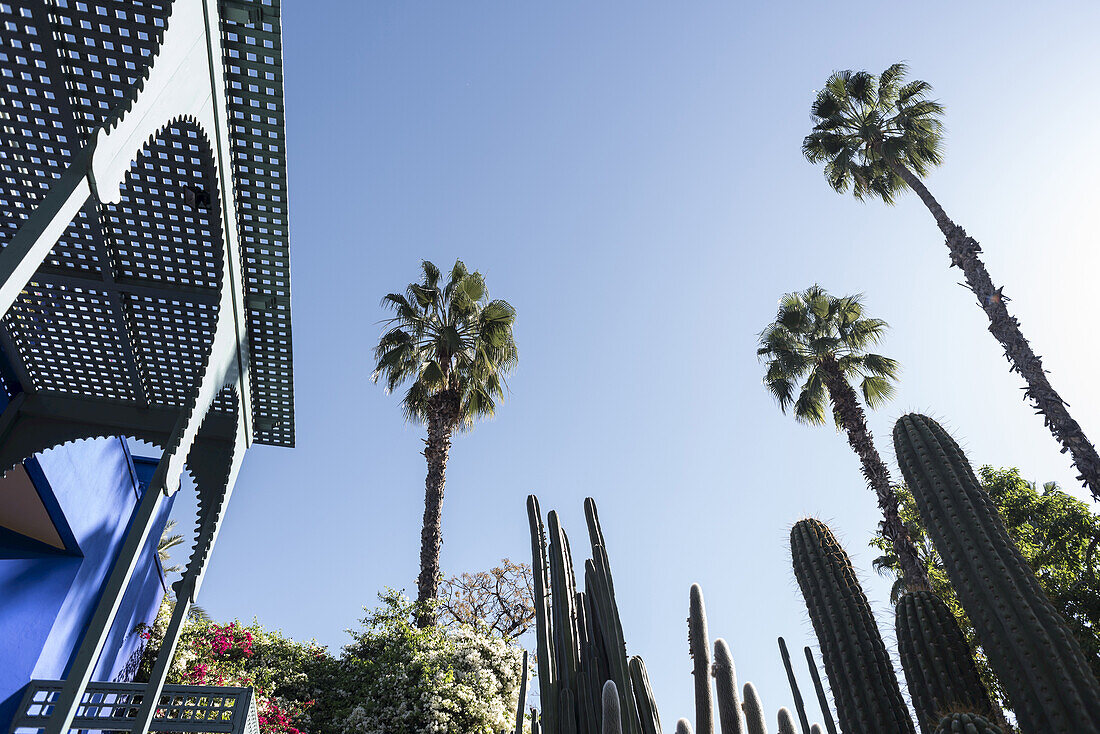 Palm trees and cacti, Majorelle Gardens, Marrakesh, Morocco, North Africa, Africa