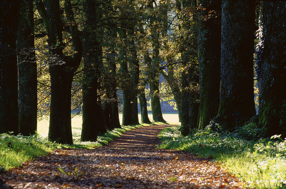 Path, Austria