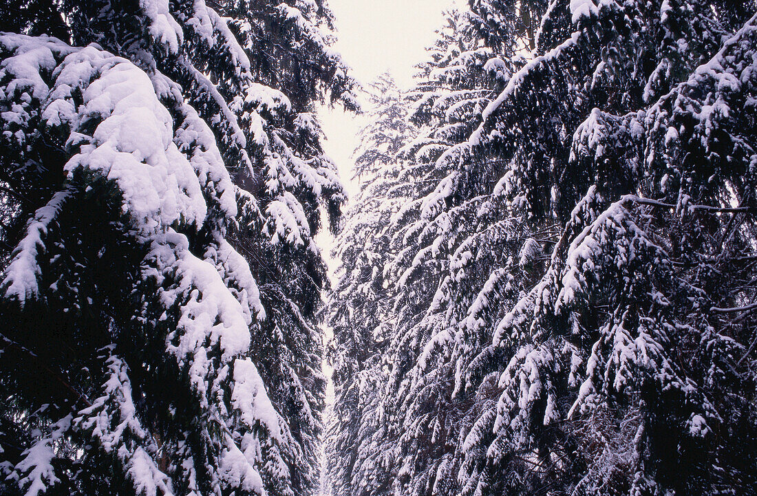 Winterlandschaft, Österreich