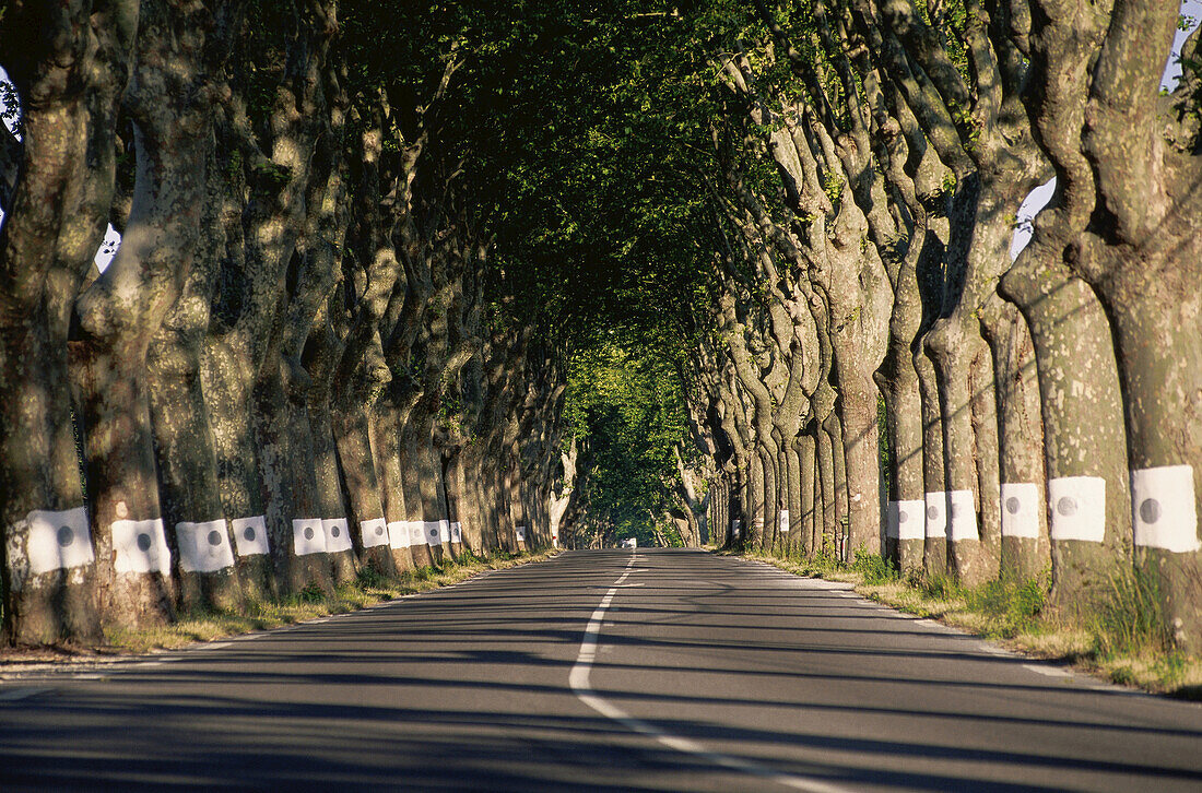 Straße, Provence, Frankreich